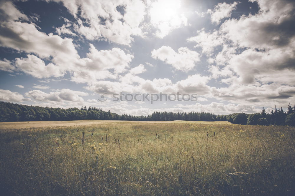 Similar – Image, Stock Photo Cow ensemble in late summer light