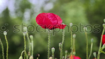 Similar – Image, Stock Photo John McCrae: In Flanders Fields (1915)