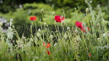 Similar – Image, Stock Photo Wheat field in spring with poppies