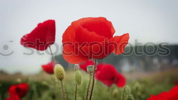 Similar – Foto Bild straßenrand Pflanze Blume