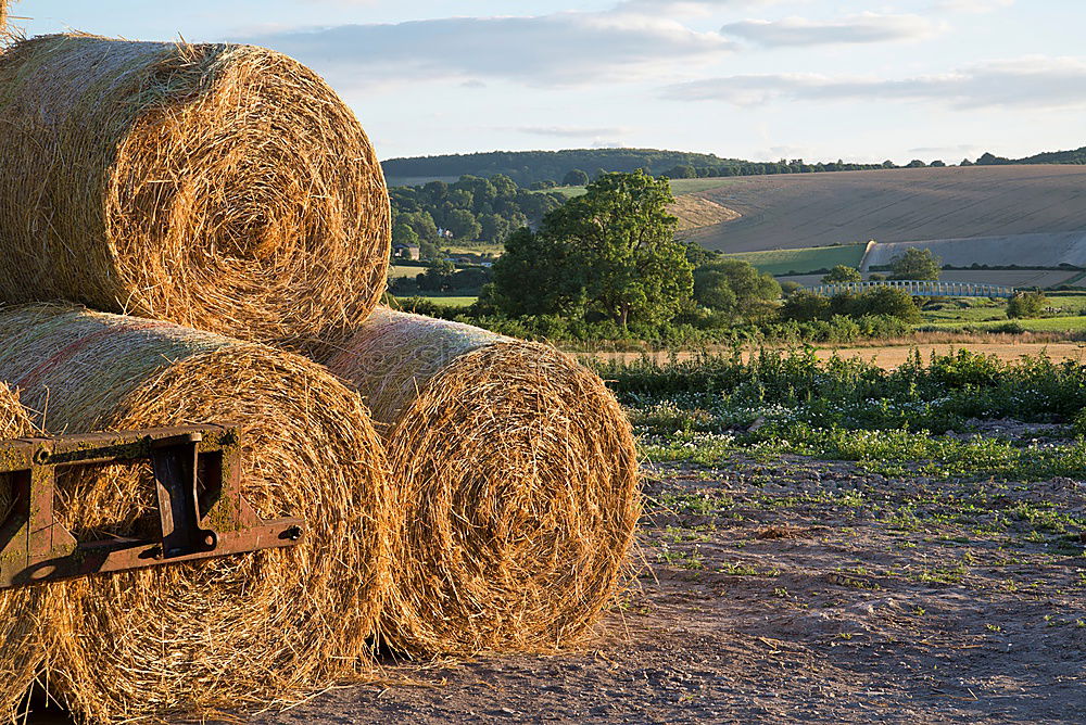 Similar – Image, Stock Photo Bales of straw in the field Trailers are loaded. The field is harvested.  It is autumn