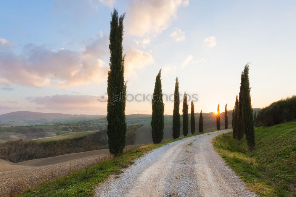 Similar – Cypress trees road