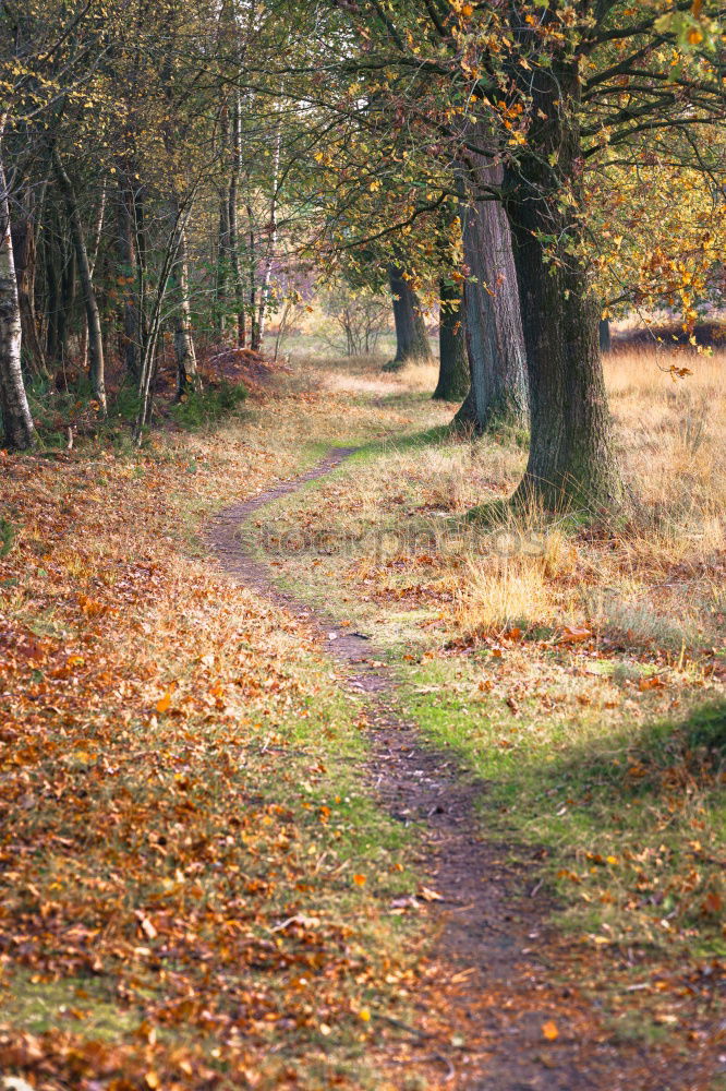 Similar – Image, Stock Photo Ghost forest in Nienhagen XIV