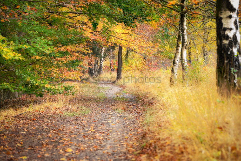 Similar – Fog in the autumn forest