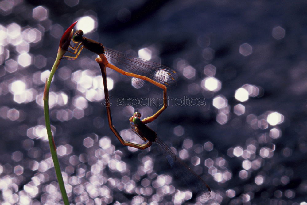 Similar – Foto Bild frangipani erfrischt Natur