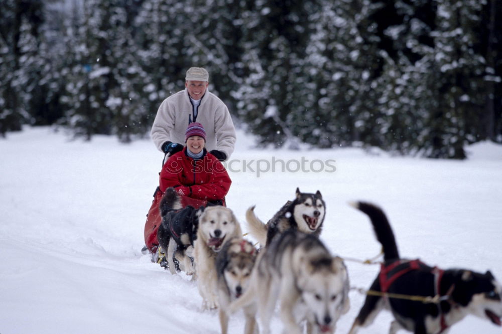 Similar – trailblazer Dog Sleigh