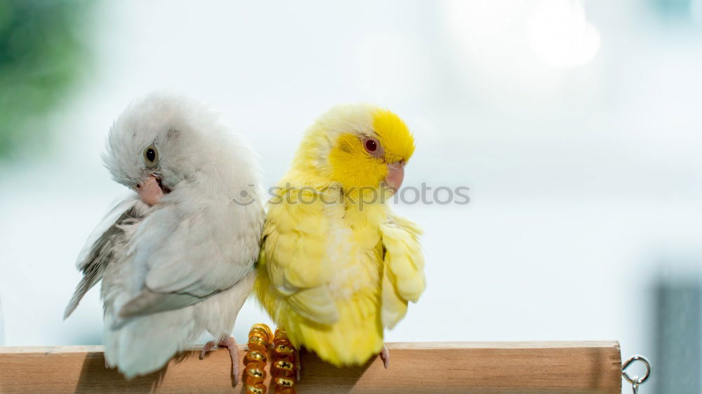 Similar – Image, Stock Photo Berlin sparrows