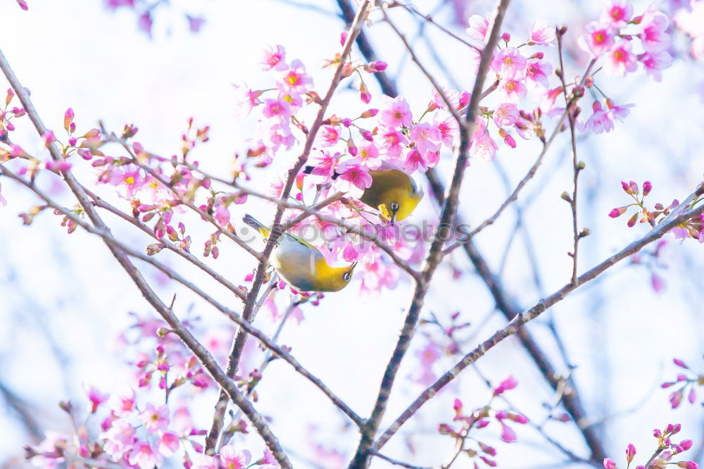 Similar – Spring. Fruit trees twigs with buds and flowers