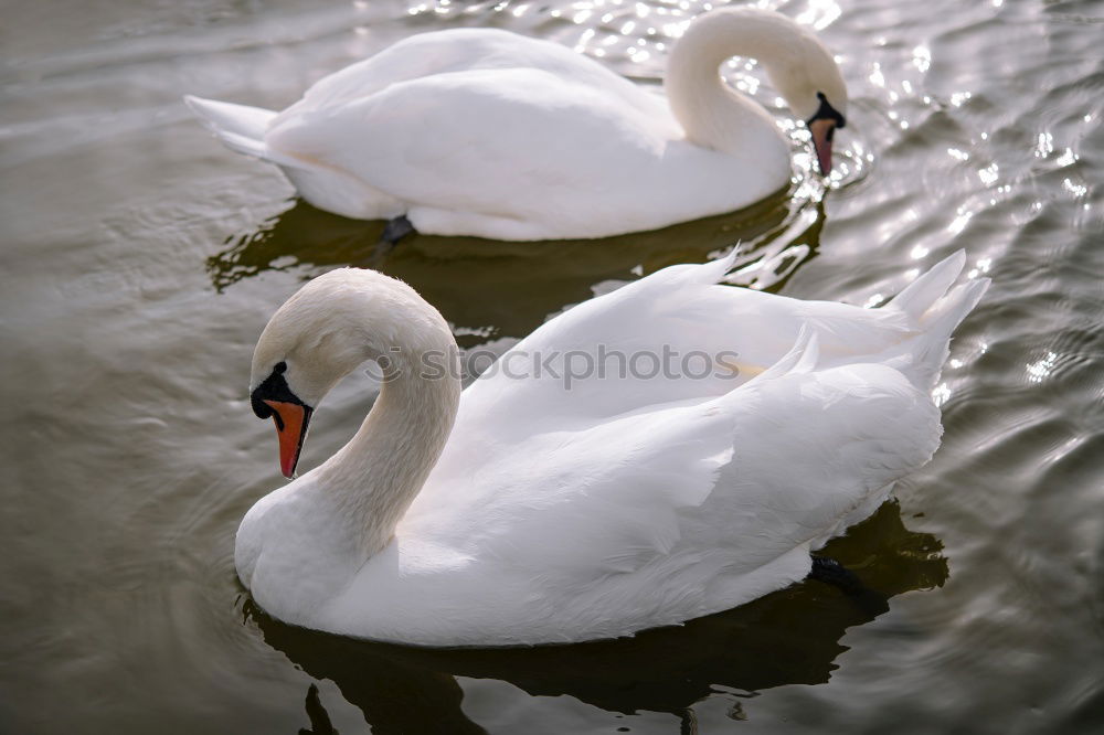 Similar – Pair of white swans