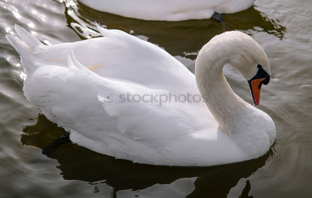 Similar – Pair of white swans