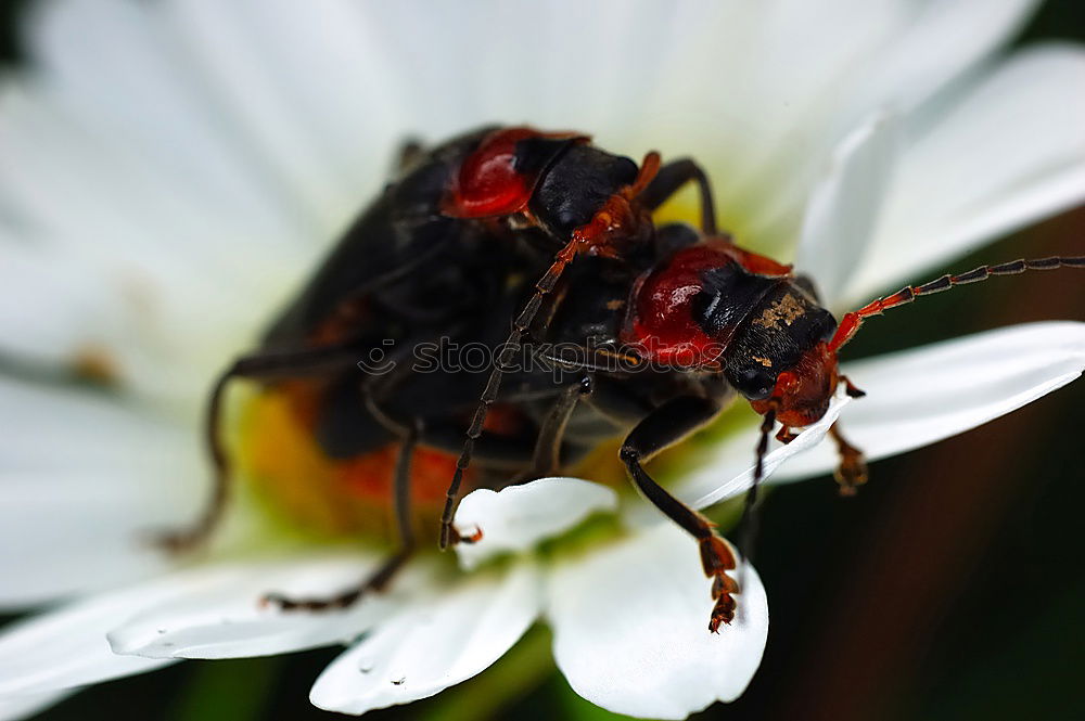 Similar – Käfer Ernährung Blüte Tier