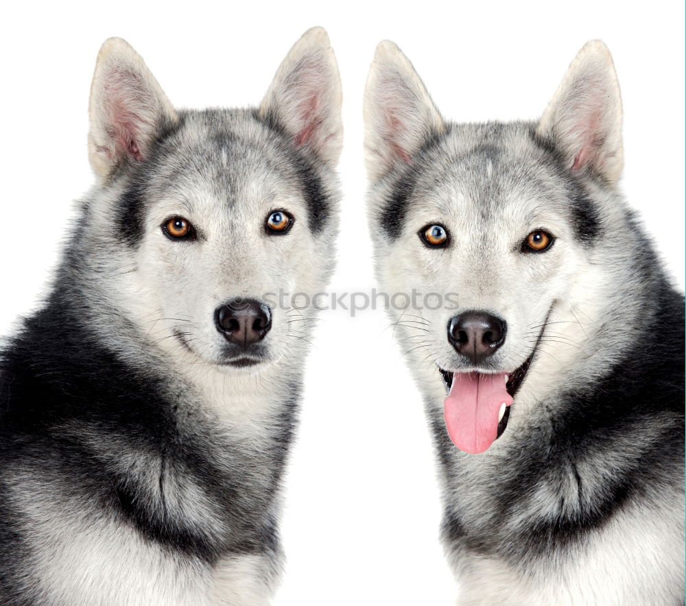 Similar – two playing huskies Winter