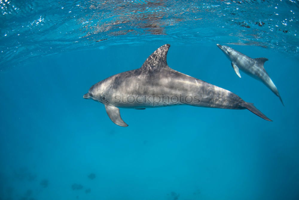 Similar – dolphin school in the red sea