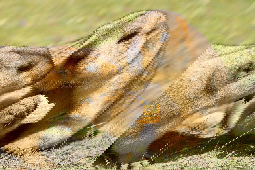 Similar – Image, Stock Photo is this love? Animal Pelt