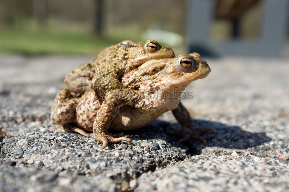 Similar – Image, Stock Photo frog Tree frog Green Frog