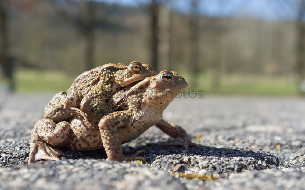 Similar – Image, Stock Photo frog Tree frog Green Frog