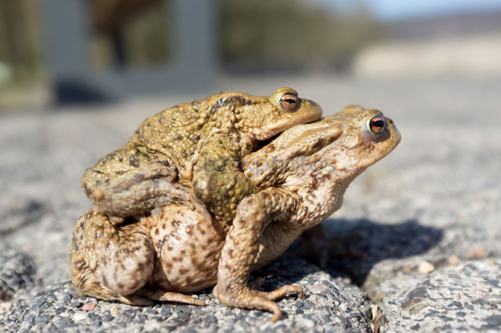 Image, Stock Photo frog Tree frog Green Frog