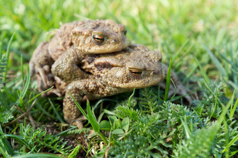 Similar – Image, Stock Photo in twos Toad migration