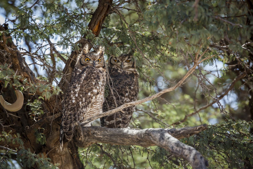 Similar – Image, Stock Photo Royal owl in a display of birds of prey, power and size