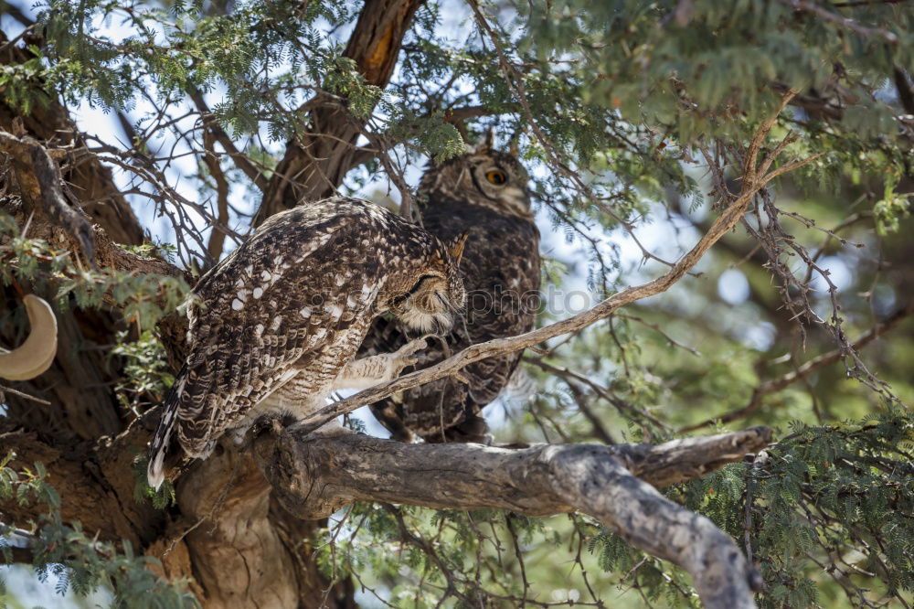 Similar – Image, Stock Photo Royal owl in a display of birds of prey, power and size