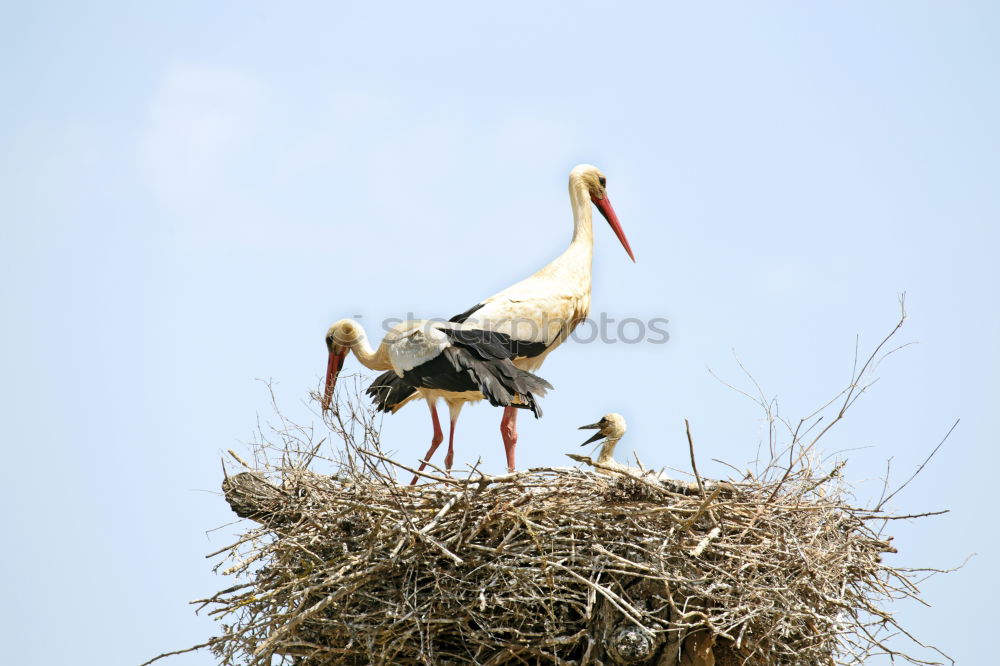 Similar – Image, Stock Photo Always stay nice and clean