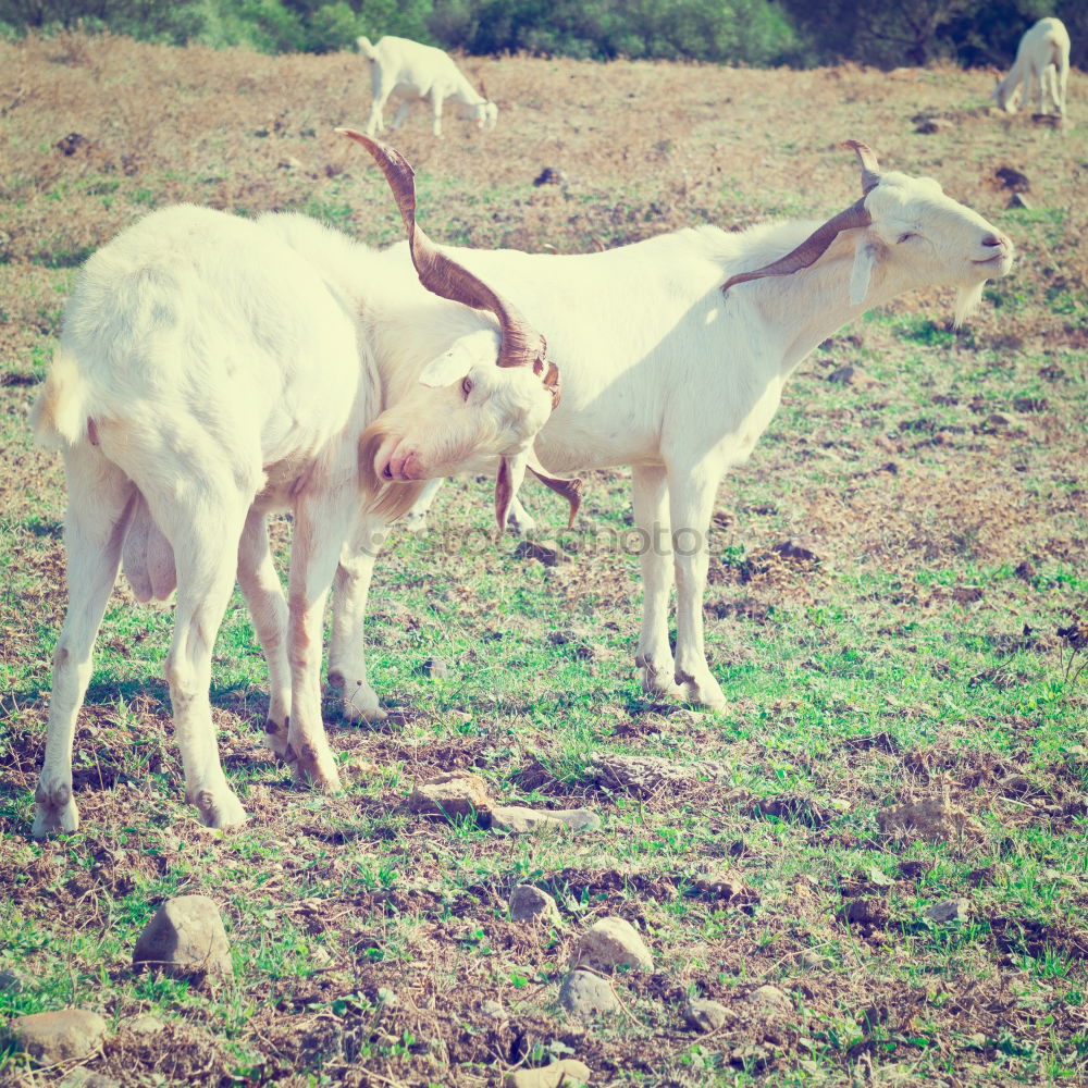 Similar – Girgentana goat, pet breed