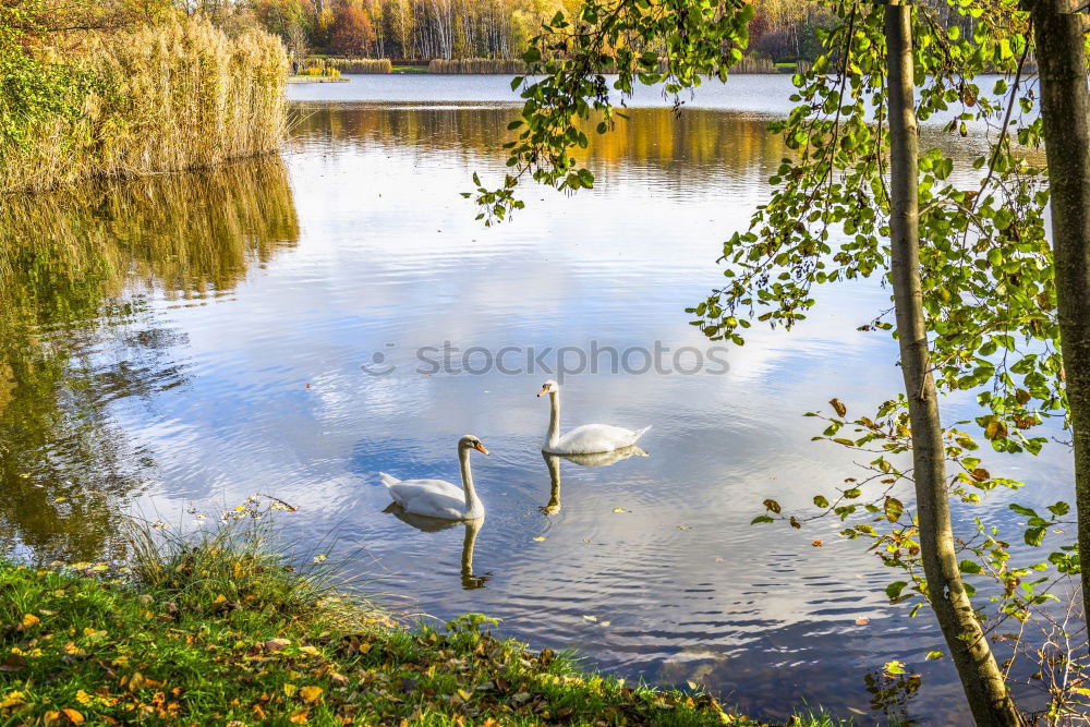 Similar – Image, Stock Photo swan lake Trip Nature