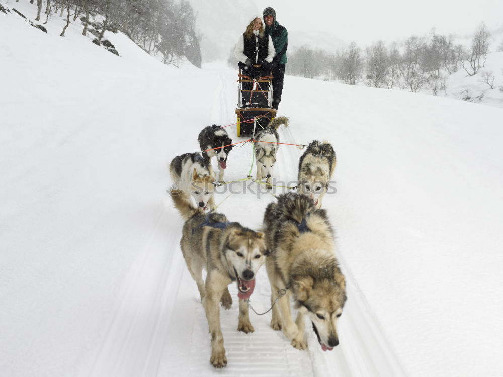 Similar – Husky team at full speed