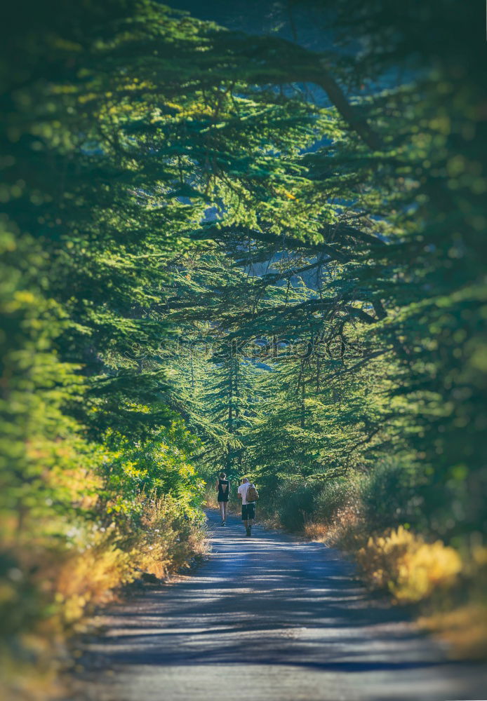 Similar – Image, Stock Photo Baltic forest Art