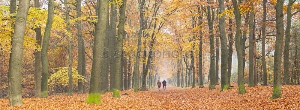 Similar – herbstzeitlose Wald Herbst