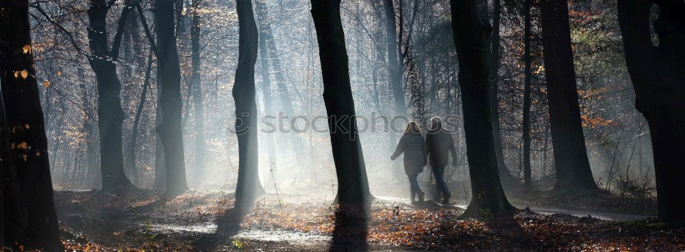 Similar – Nebelbaum Baum Nacht