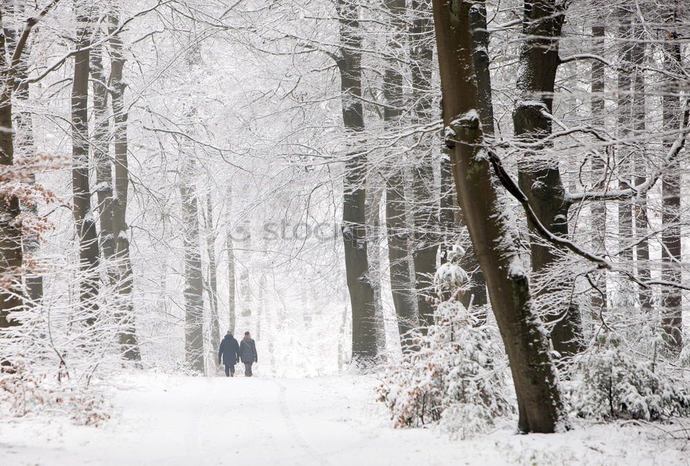 Similar – Image, Stock Photo stroll Forest Wood flour