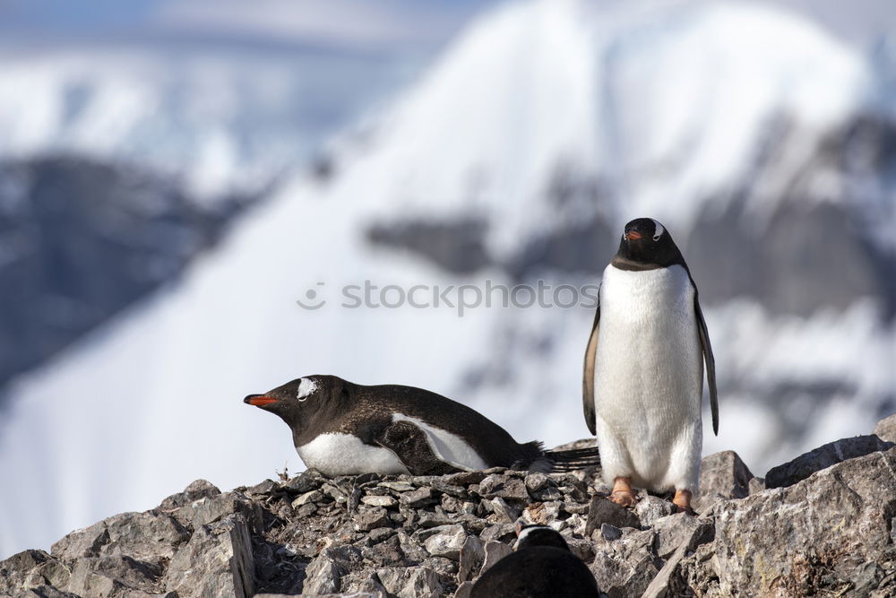 Similar – Gentoo penguins standing on the rocks and cruise ship