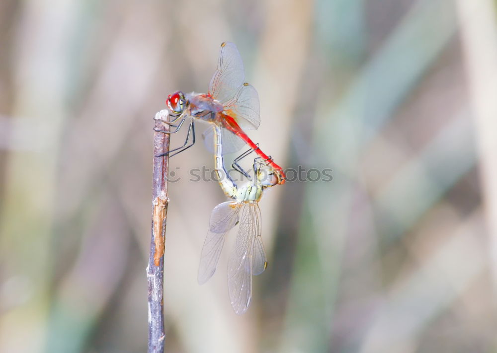 Similar – No escape | dead dragonfly hangs in spider web