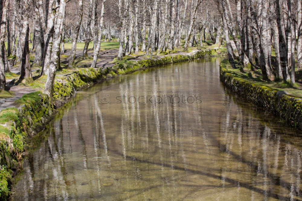 Image, Stock Photo ghost forest Nature