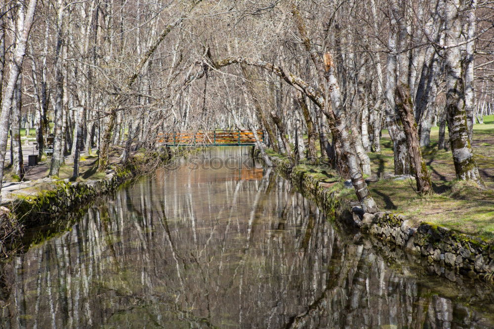 Similar – Image, Stock Photo ghost forest Nature