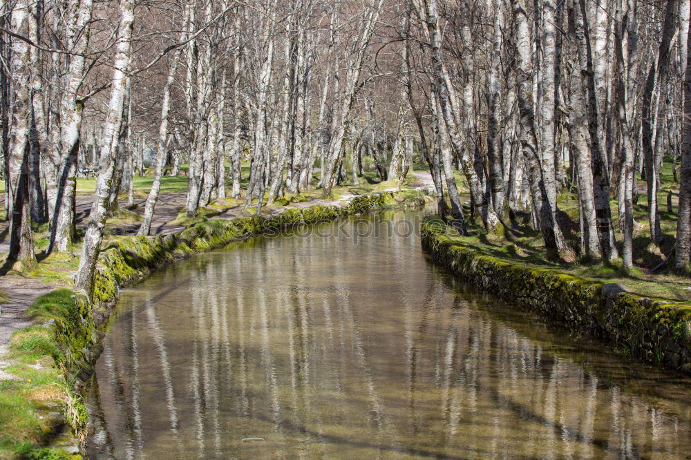 Similar – Image, Stock Photo ghost forest Nature