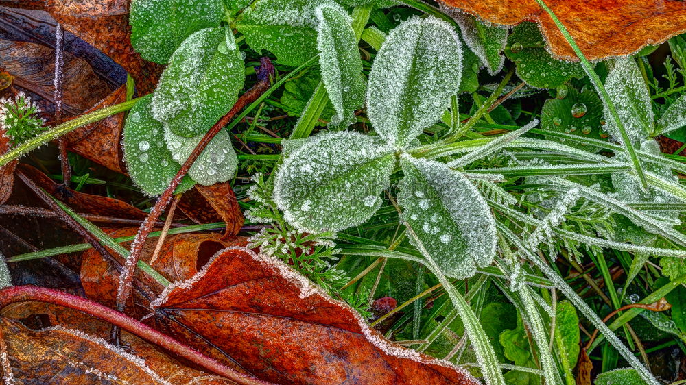 Similar – Foto Bild Herbstlaub Blatt grün