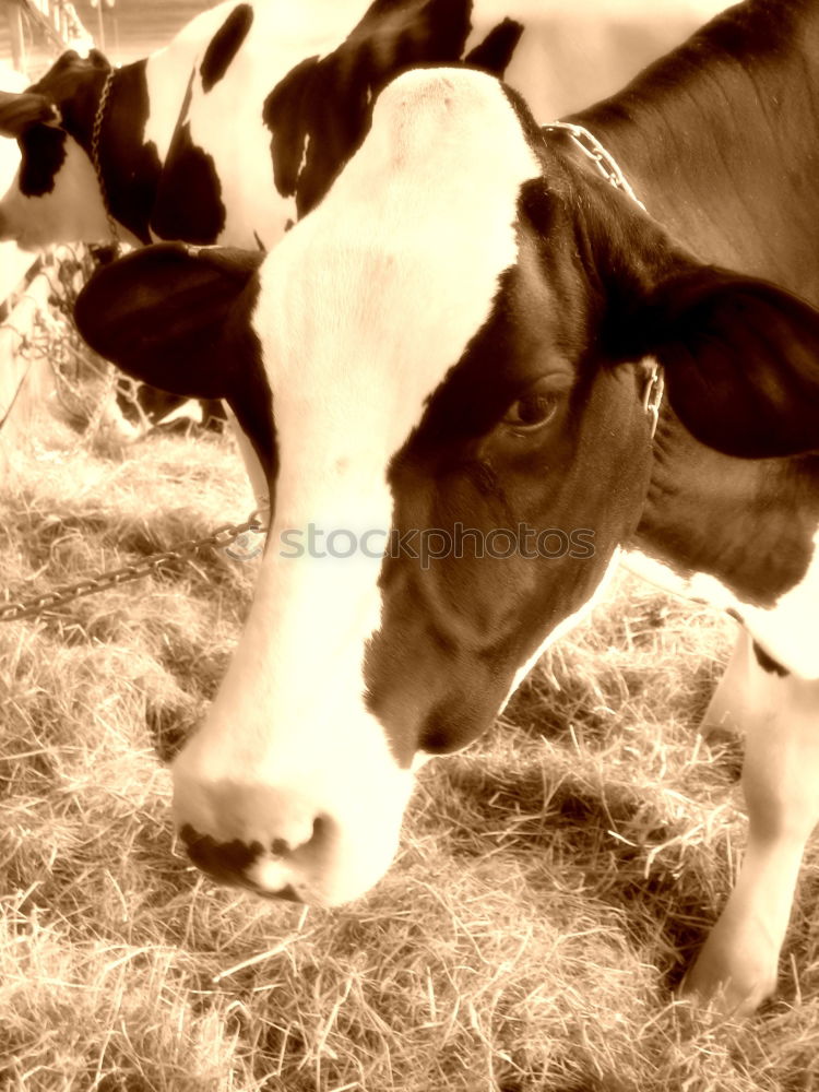 Image, Stock Photo 1x knuckle of veal Animal