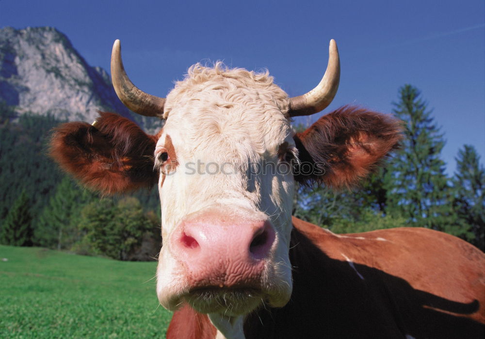 Similar – mountain cow Cow Animal