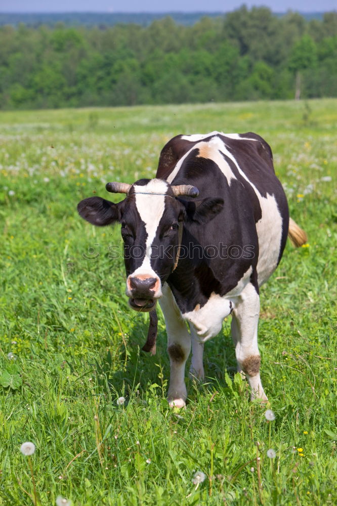 Similar – Image, Stock Photo Hirtamadl Agriculture