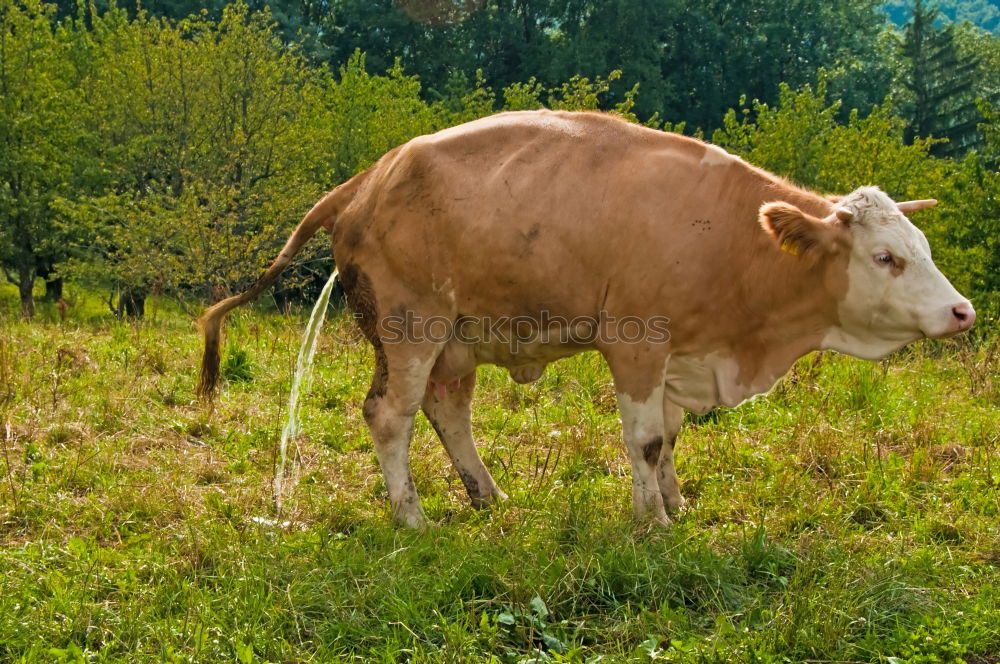 Similar – Image, Stock Photo Hirtamadl Agriculture