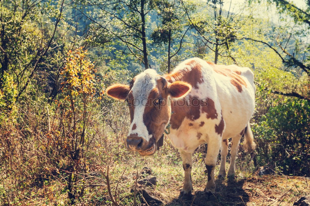 Image, Stock Photo Cow in the Bavarian Alps