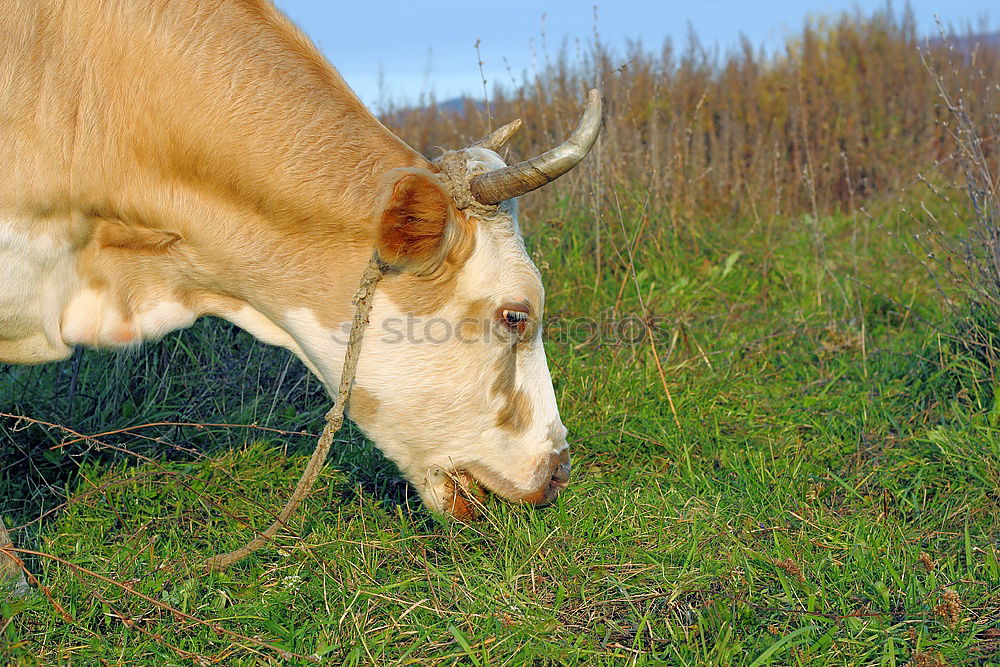 Similar – Cow goes shopping Middle