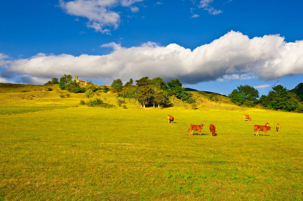 Similar – Horses in front of an idyllic hill