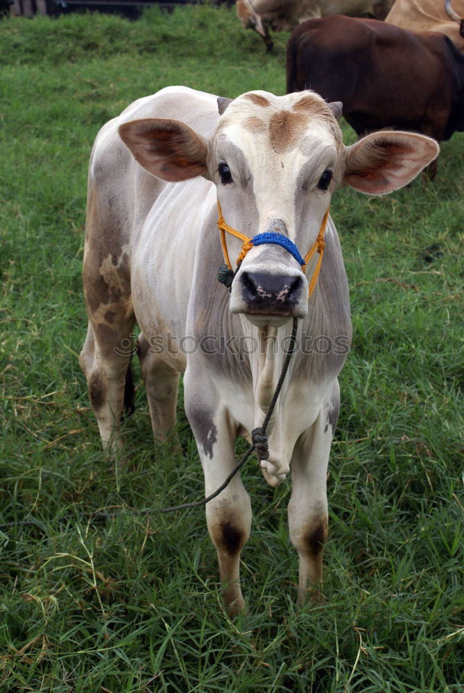 Similar – Image, Stock Photo When I’m cuddled …. Cow