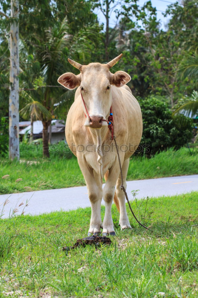 Similar – Image, Stock Photo calf Environment Nature