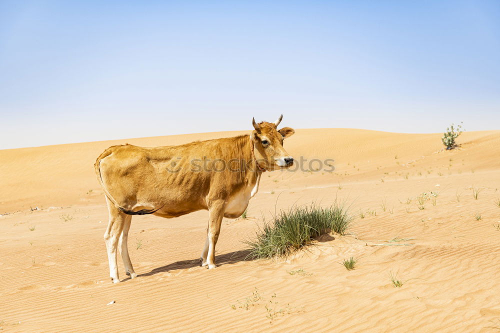 Similar – Cow goes shopping Middle