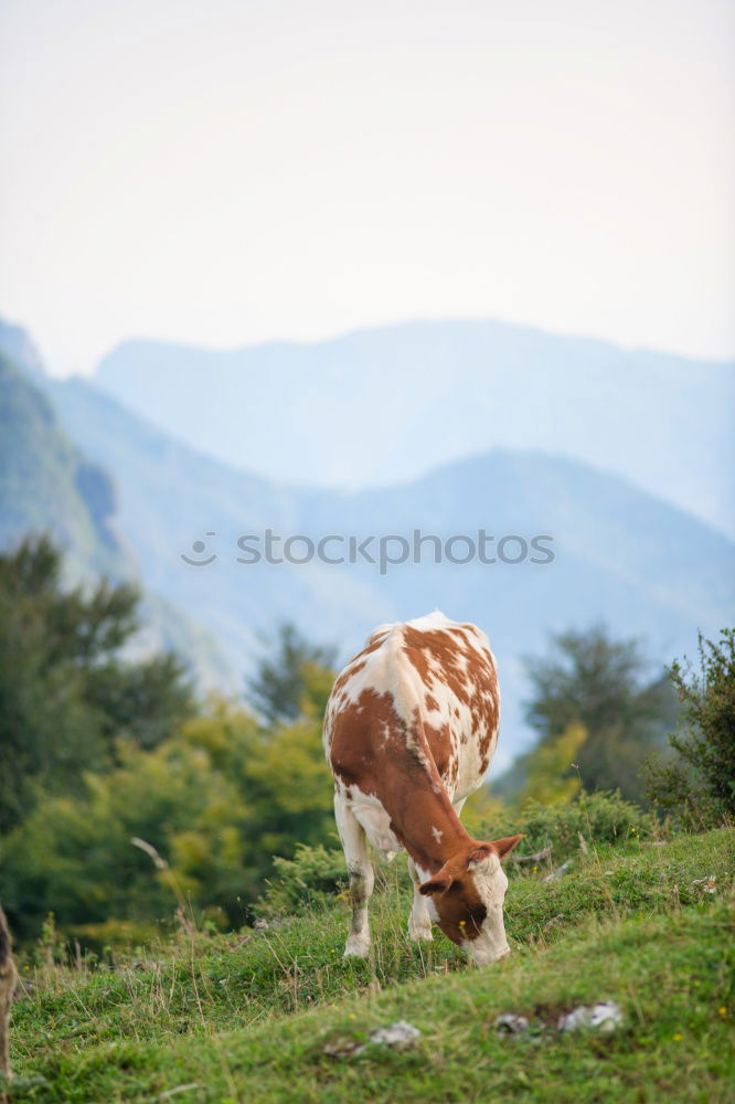 Similar – crooked cow Alps Animal