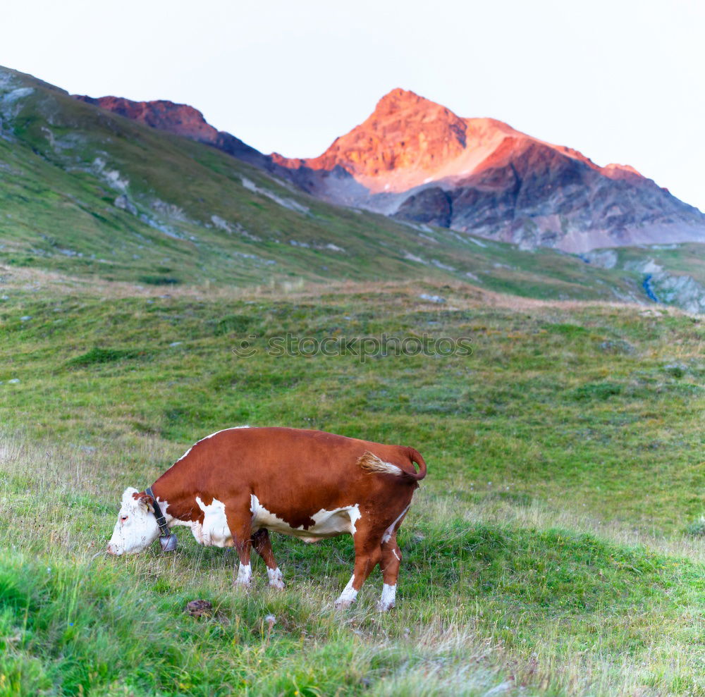 Similar – Portrait: Lying Alpine cow